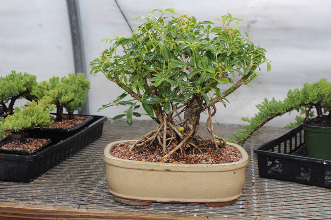 Large Air Root Hawaiian Umbrella Bonsai DIY Kit