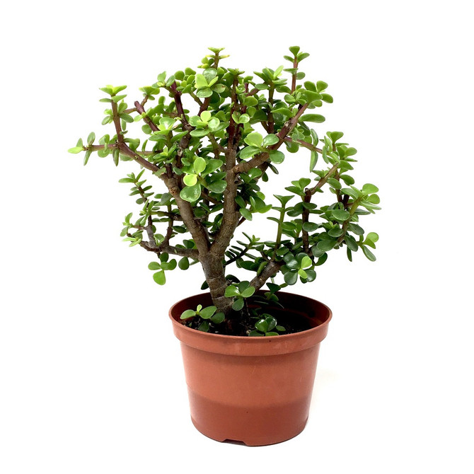 Premium Dwarf Jade Bonsai DIY Kit. Pruned Several Times to Add Trunk Movement and Branching. 