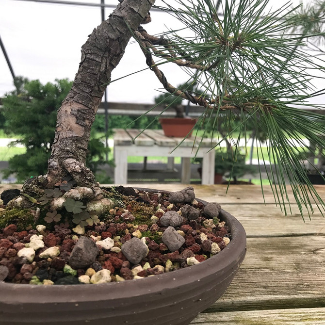 Omakase Japanese Bonsai Fertilizer Pellets. No smell, No mold, No bugs. Great choice for indoor bonsai. Available in Medium and Large Pellets.