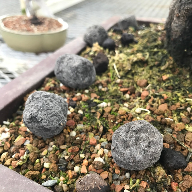 Omakase Japanese Bonsai Fertilizer Pellets. No smell, No mold, No bugs. Great choice for indoor bonsai. Available in Medium and Large Pellets.