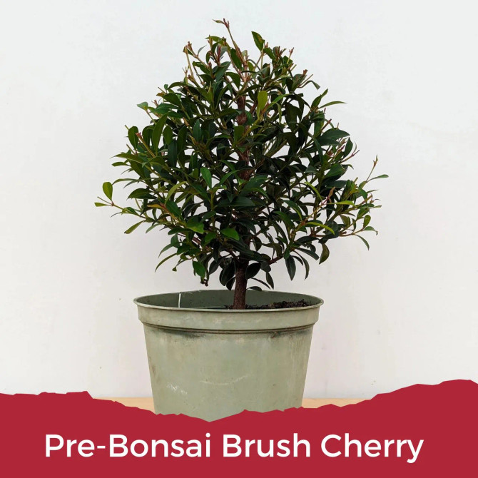 Brush Cherry Bonsai Tree Kit - Includes Everything You Need to Get Started. Perfect Indoor Bonsai.