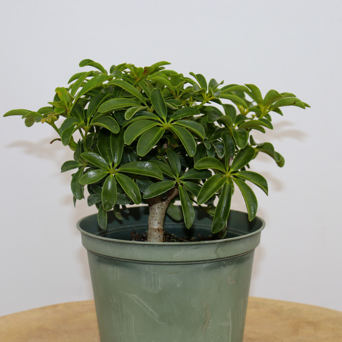 Hawaiian Umbrella Pre-Bonsai Tree