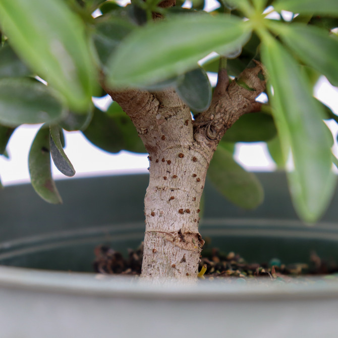 Hawaiian Umbrella Pre-Bonsai Tree