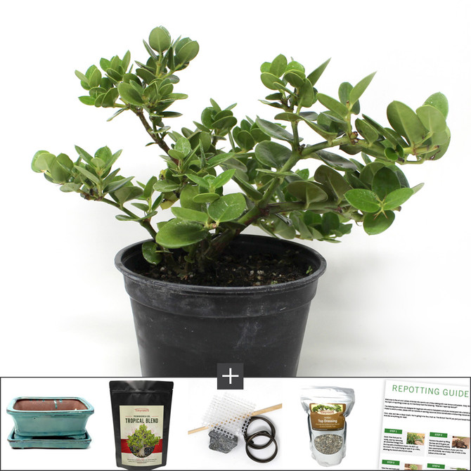 Compact Flowering Natal Plum (Carissa) Bonsai Tree Kit. Great Indoor Bonsai