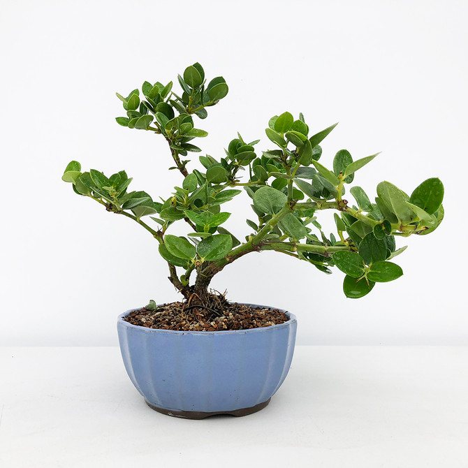 Compact Flowering Natal Plum (Carissa) Bonsai Tree Kit. Great Indoor Bonsai