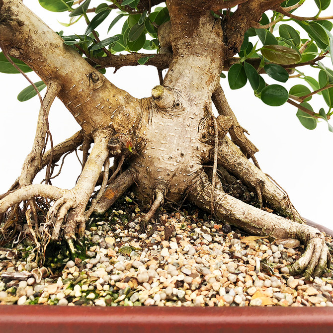 Green Island Ficus In the Perfect Yixing Pot (WEB632)