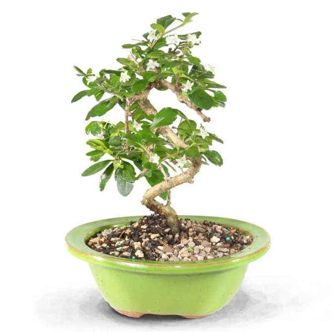 Fukien Tea - A Flowering Tropical Bonsai Tree