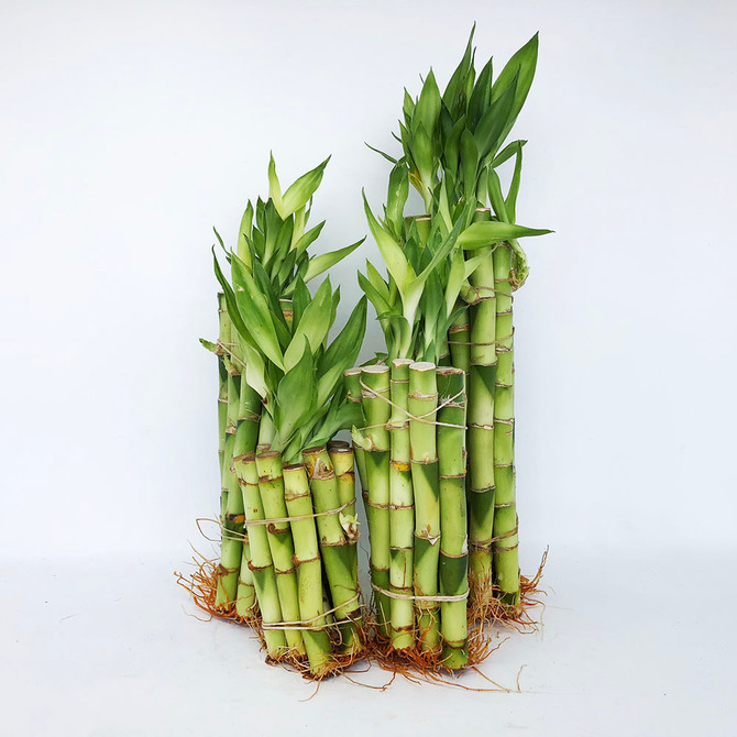 10 Lucky Bamboo with 2.5 inch Grapevine Vase 