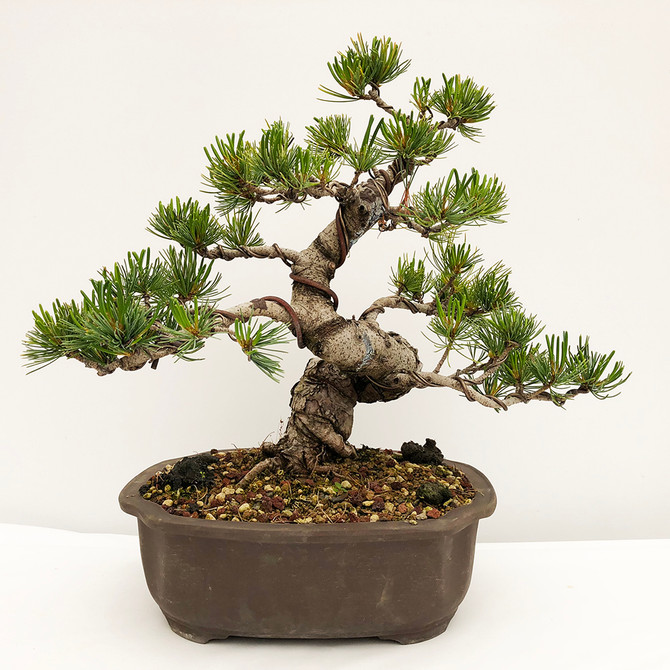 Japanese White Pine - Five Needle Pine (WEB735) in Yixing Bonsai Pot - FREE SHIPPING