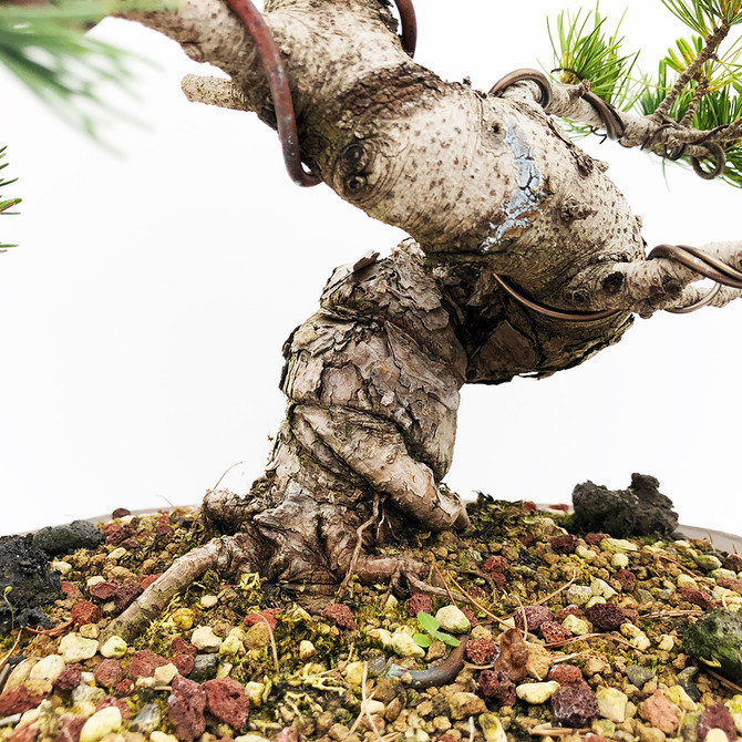 Japanese White Pine - Five Needle Pine (WEB735) in Yixing Bonsai Pot - FREE SHIPPING