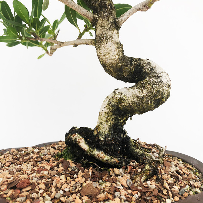 Old Collected Buttonwood in a Yixing Pot (WEB819) FREE SHIPPING