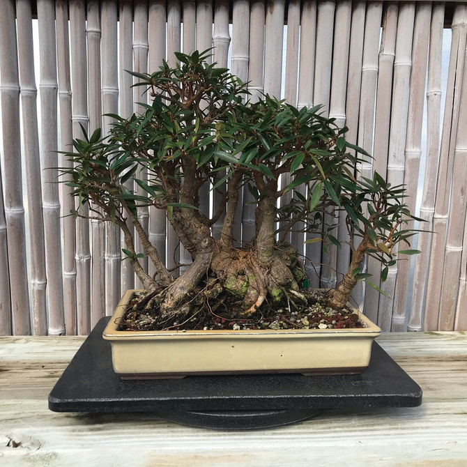 Medium 15" Outdoor / Indoor Bonsai Turntable