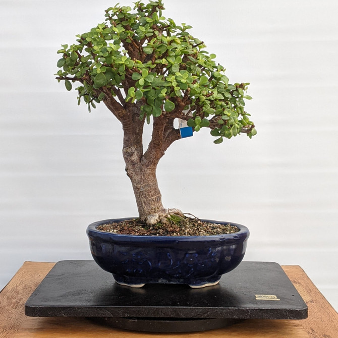 Medium 15" Outdoor / Indoor Bonsai Turntable