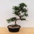 The Complete Chinese Elm Experience - Holiday Special The Complete Chinese Elm Experience - Holiday Special