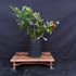 Blood Red Quince Bonsai – Flowering & Fruiting Pre-Bonsai No. 14128