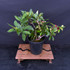 Blood Red Quince Bonsai – Flowering & Fruiting Pre-Bonsai No. 14128