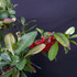 Blood Red Quince Bonsai – Flowering & Fruiting Pre-Bonsai No. 14128