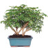 Hawaiian Umbrella Schefflera Arboricola Bonsai Tree