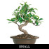 Tiger Bark Ficus Small Bonsai Tree