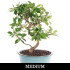 Tiger Bark Ficus Medium Bonsai Tree