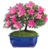 Satsuki Azalea Bonsai Tree