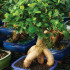 Totally Absurd but Very Cool Ginseng Grafted Ficus Bonsai