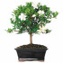 Flowering Gardenia Bonsai (Outdoor)