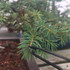 Bonsai Pine Needle Tweezers (Straight or Curved)