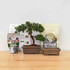 Large Juniper 'nana' Bonsai Tree Kit
