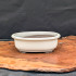Cream (oval) Glazed Bonsai Pot (6-8")