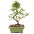 Chinese Sweet Plum Bonsai Tree