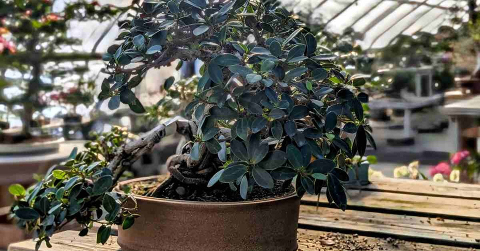 Ficus Bonsai Tree Care Guide: The Ultimate Care Guide