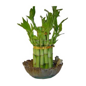 bamboo money plant