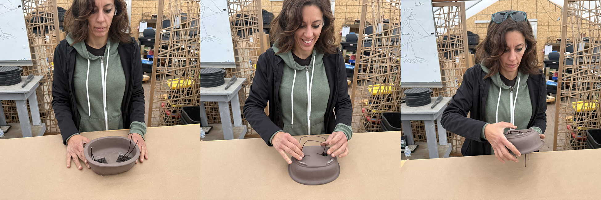 Steps for anchoring a bonsai tree: positioning tree, adding soil, and twisting anchor wires.