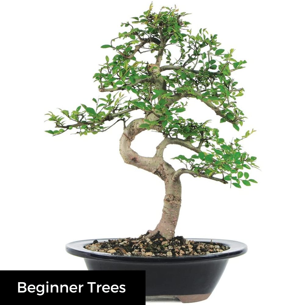 Buy Quality Bonsai Trees - Indoor Bonsai Plants for Sale - Page 4