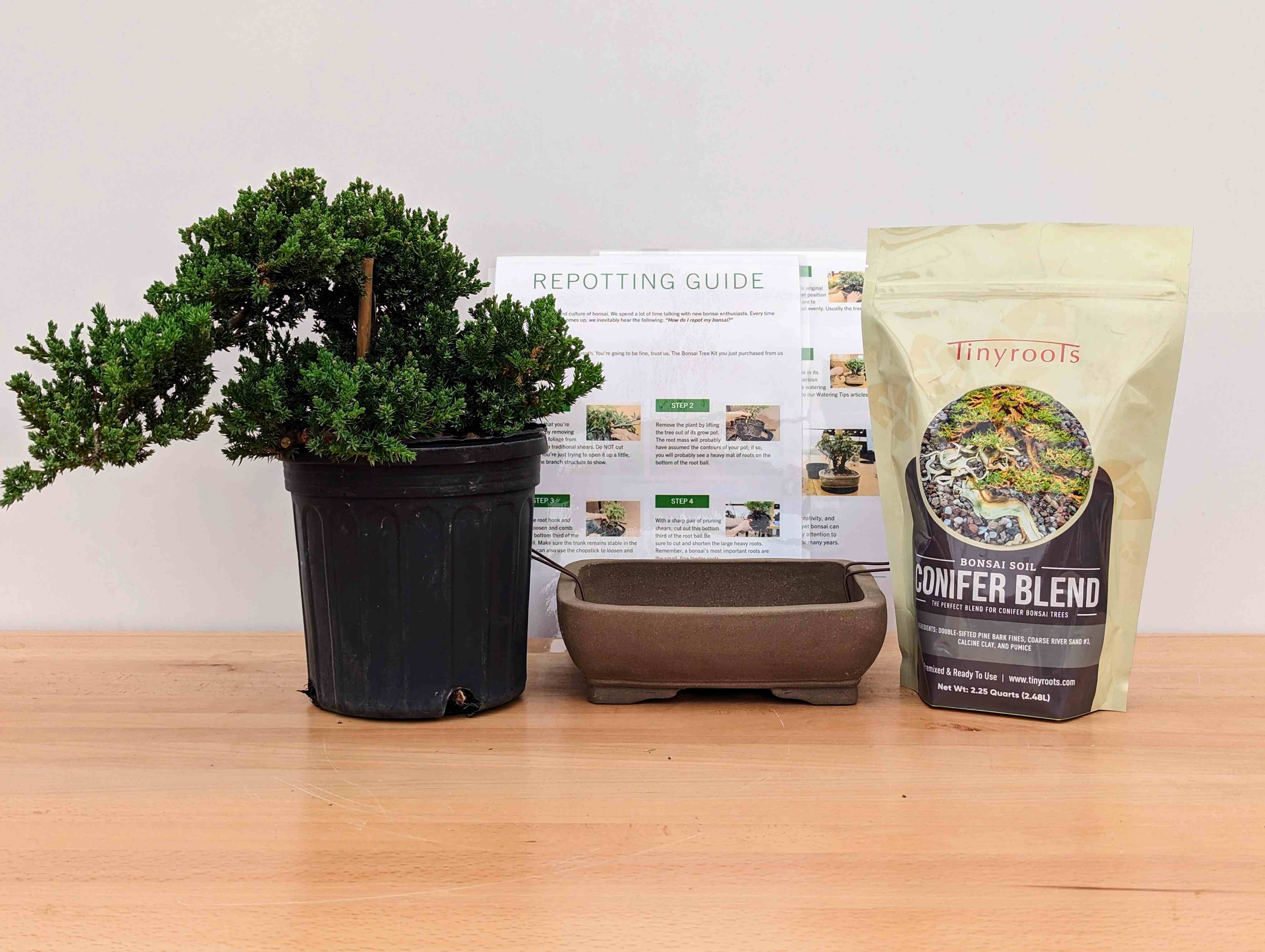 DIY Bonsai Kits