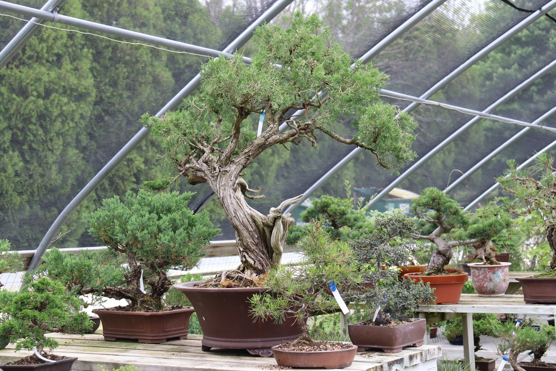 New England Bonsai Gardens Tree
