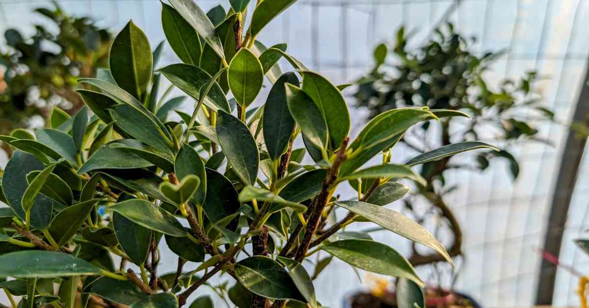 Leaves of ficus bonsai tree