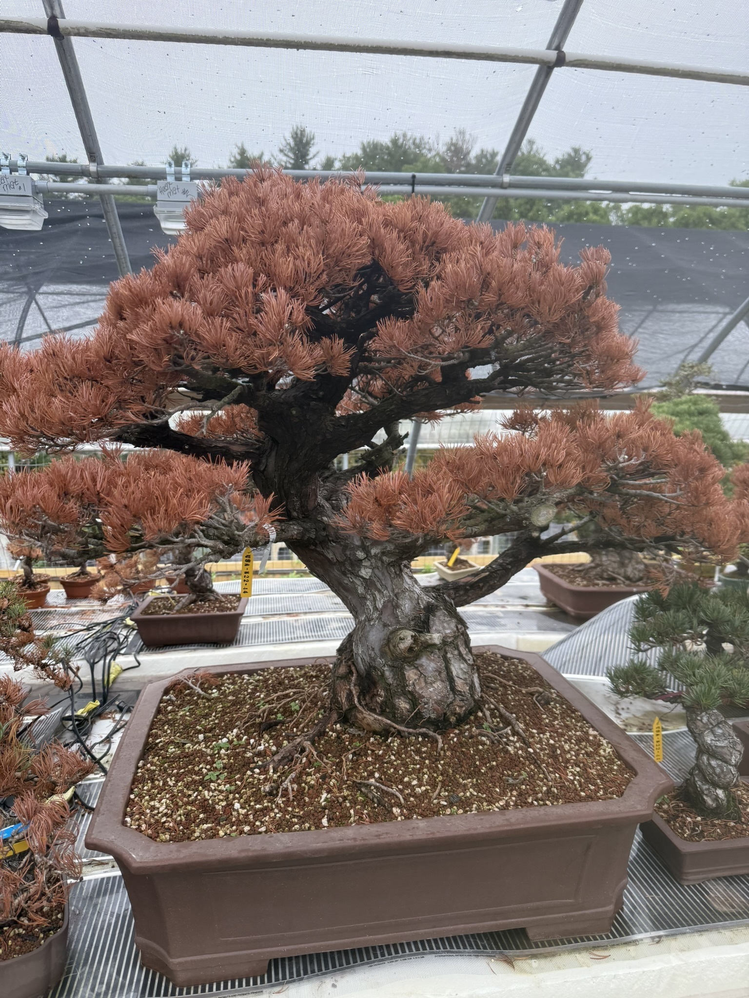 The Bonsai Problem Nobody Talks About - Bonsai Outlet
