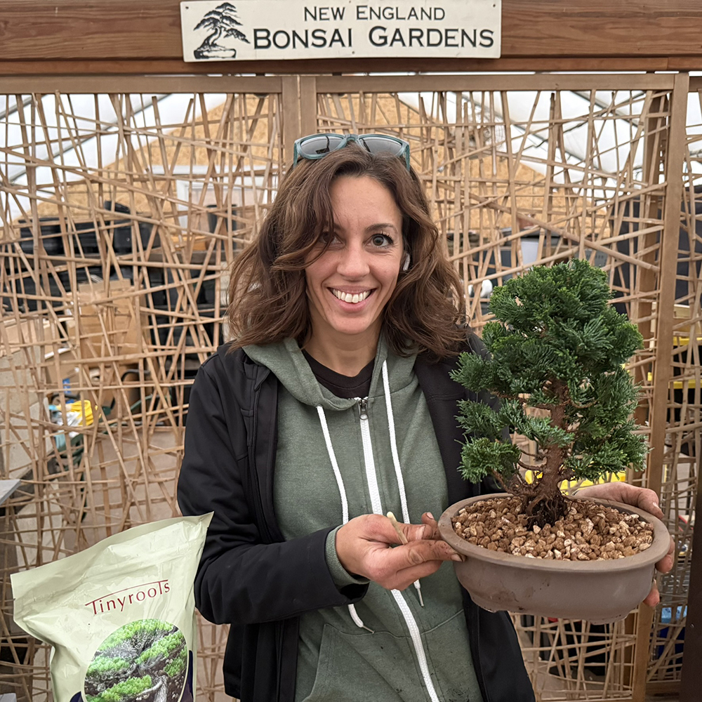 Watering a newly repotted bonsai tree thoroughly until water drains.