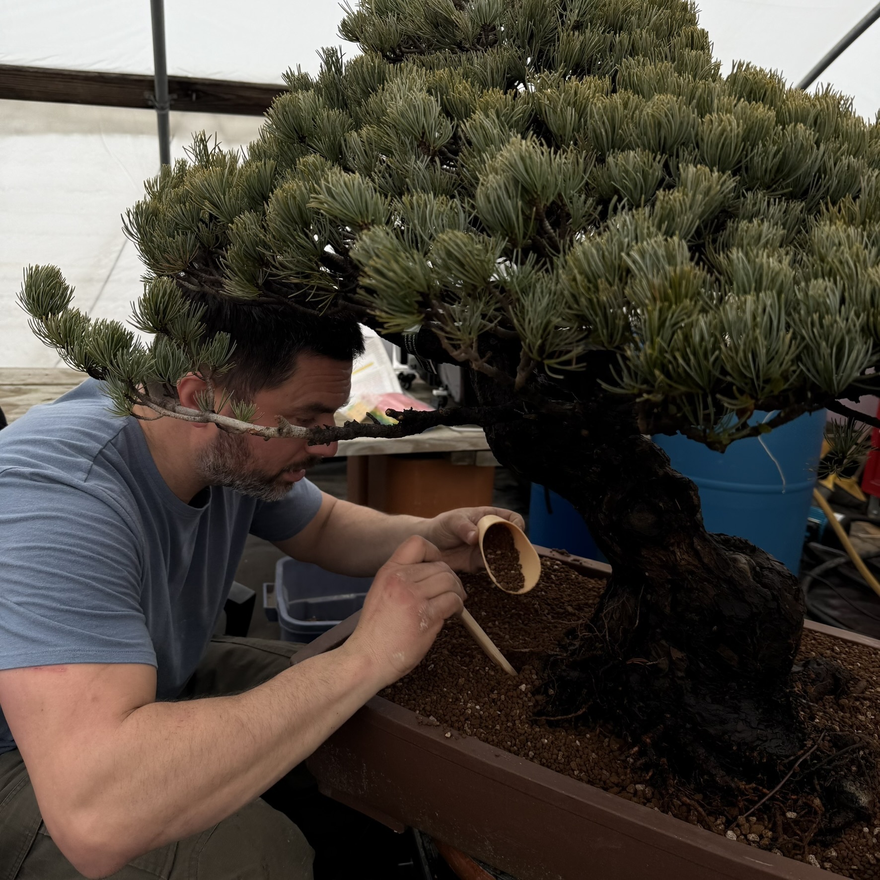 The Bonsai Problem Nobody Talks About - Bonsai Outlet