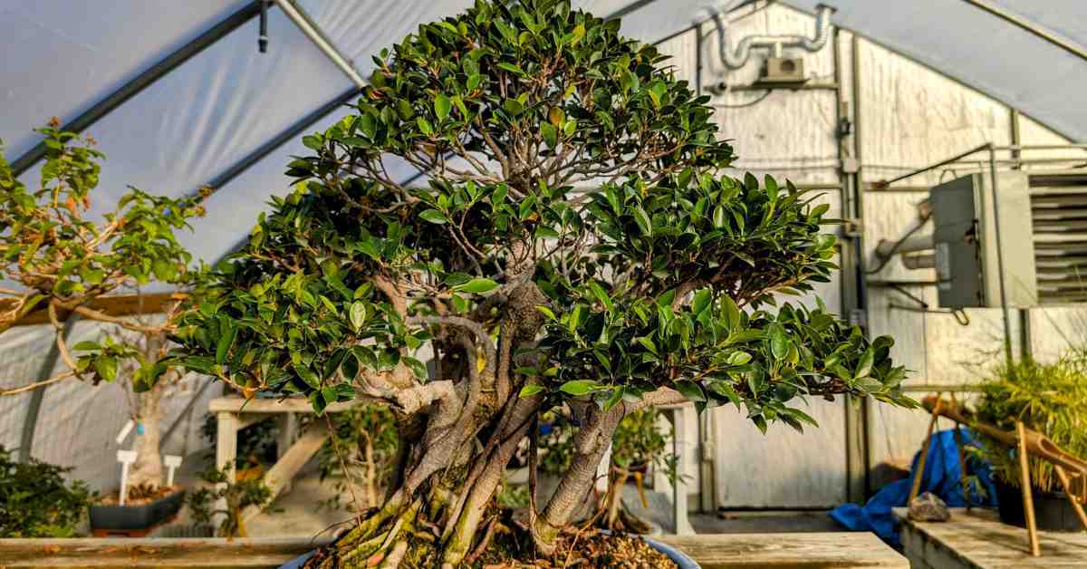 Large Ficus Bonsai Tree at NEBG