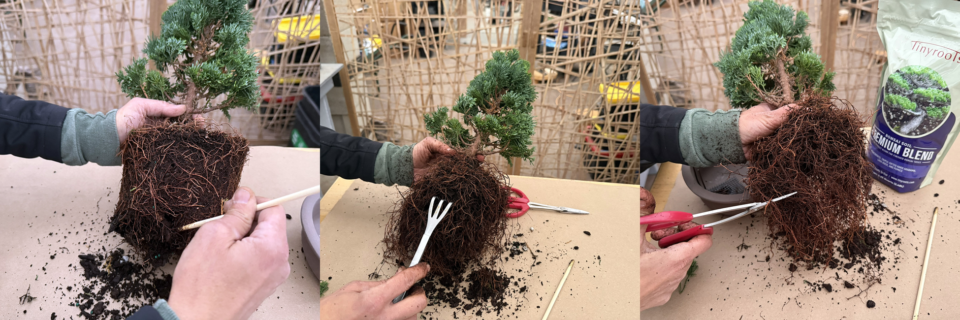 Steps for repotting a bonsai tree: removing from pot, teasing roots, trimming roots, and placing in new pot.