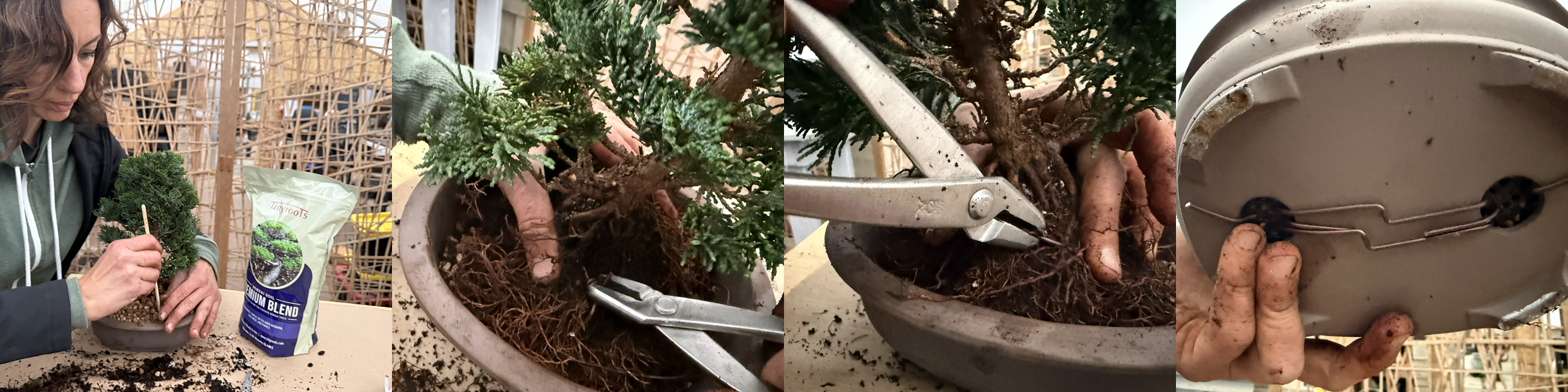 Positioning the tree, securing with wire, and adding the first layer of soil.