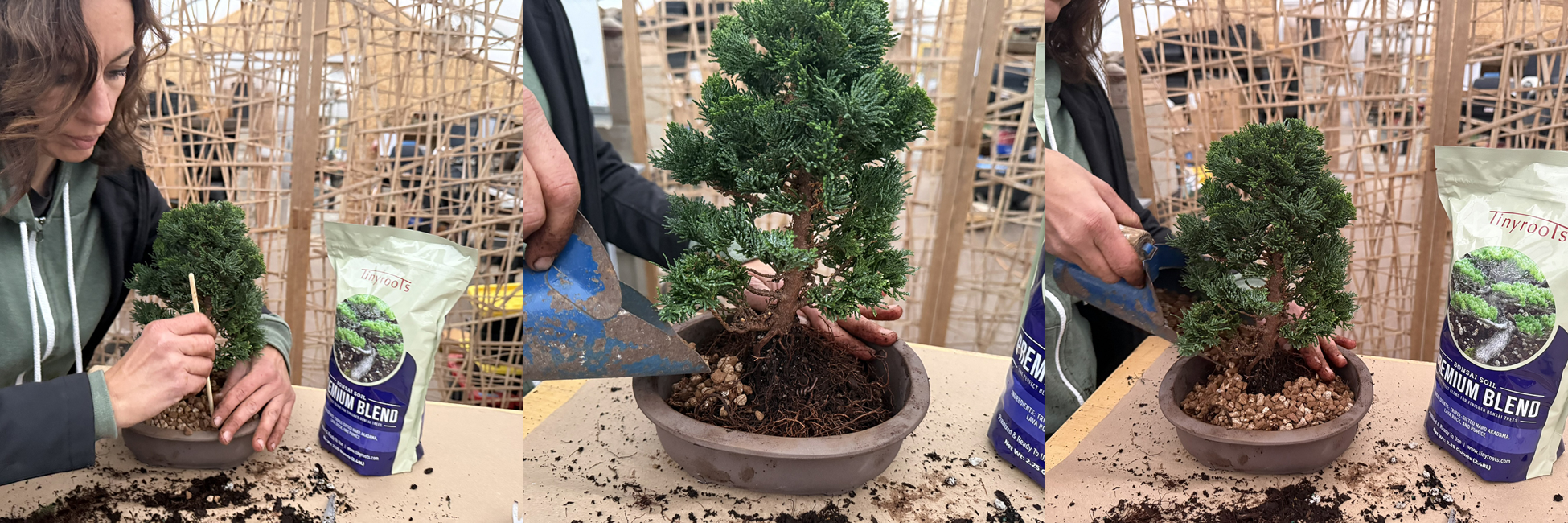 Using a chopstick to settle soil and remove air pockets around the bonsai roots.