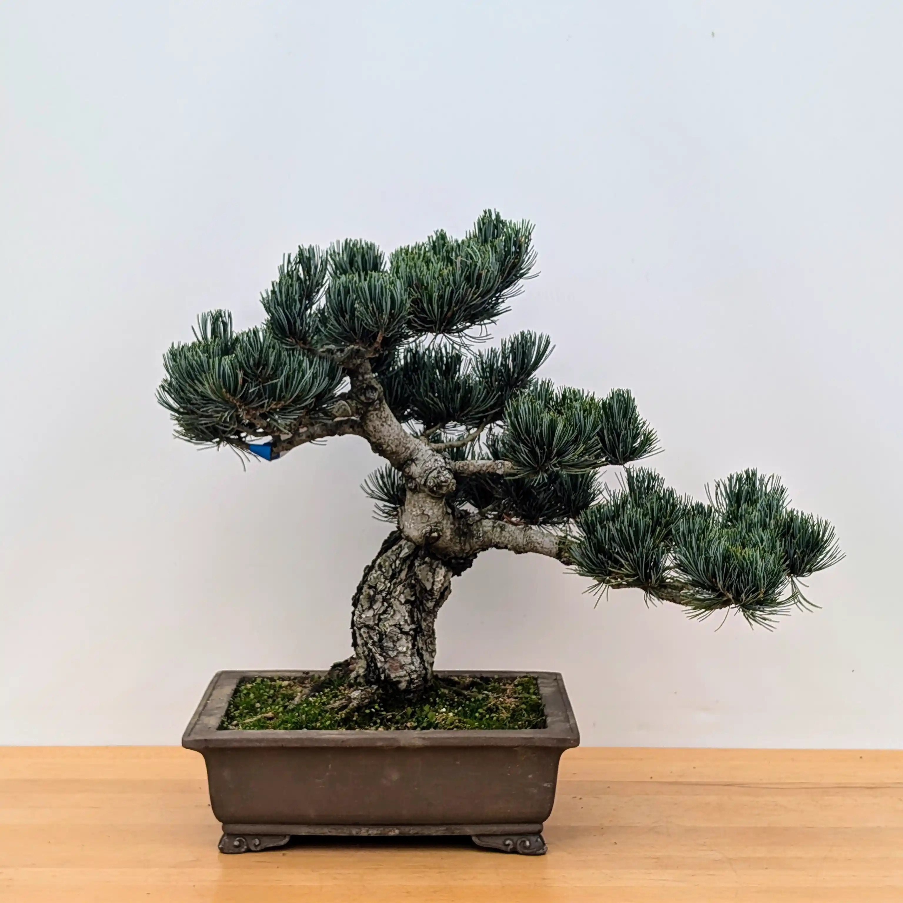 Imported Japanese White Pine 