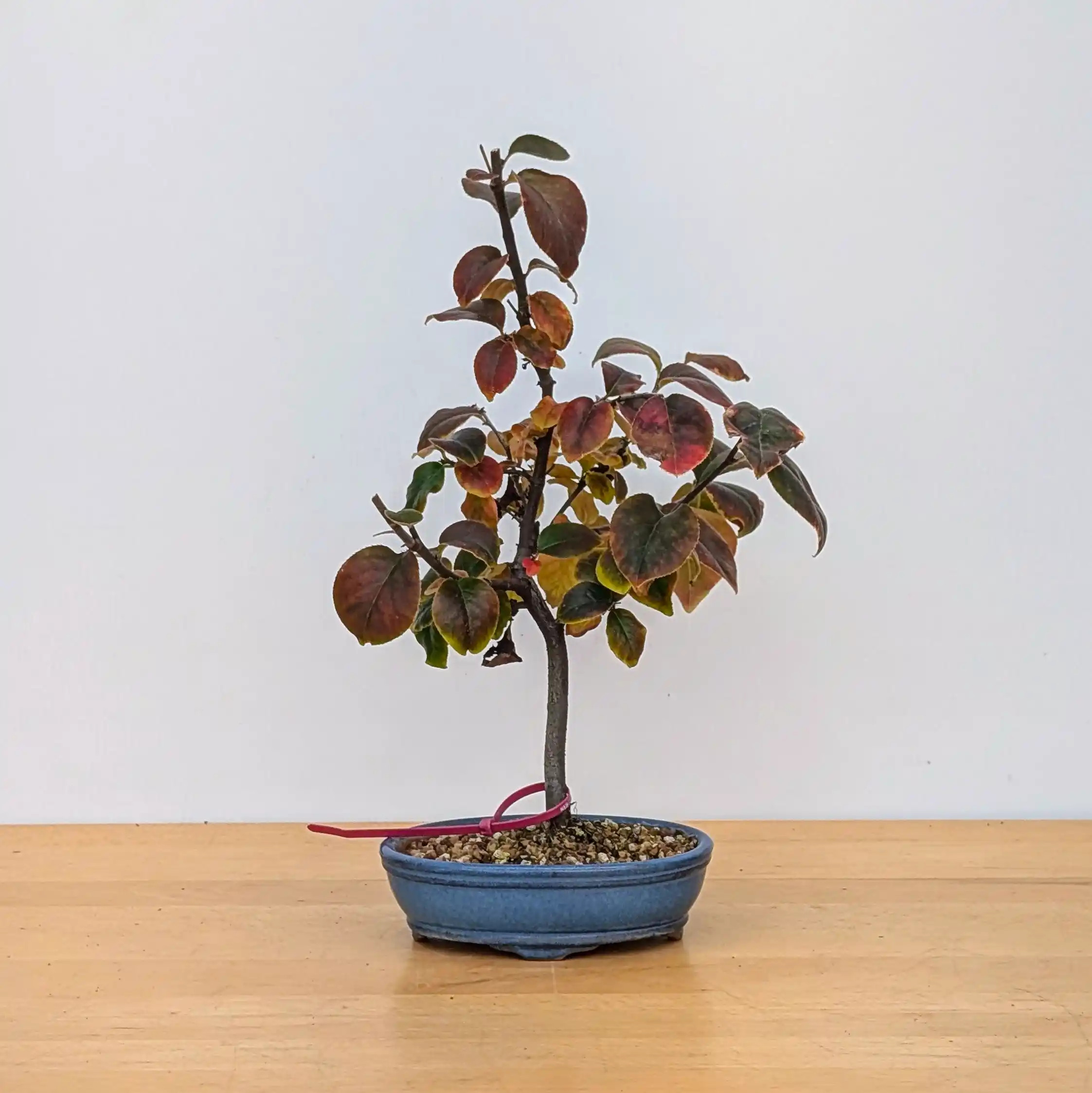 Chinese Quince Bonsai Tree in a Ceramic Pot (No. 18009) - Bonsai