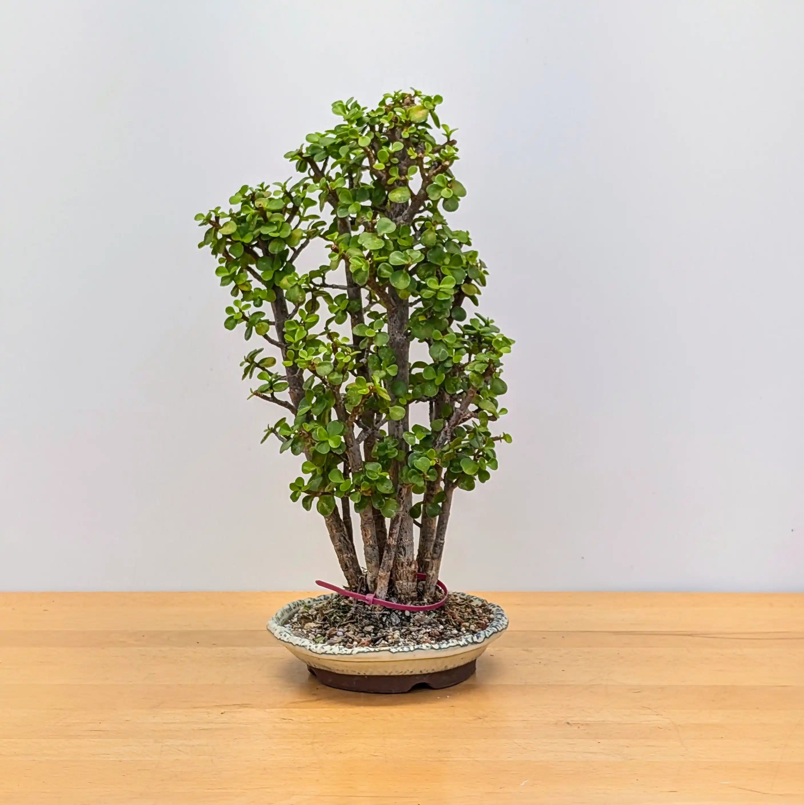 jade_forest_bonsai_sku18031_1_
