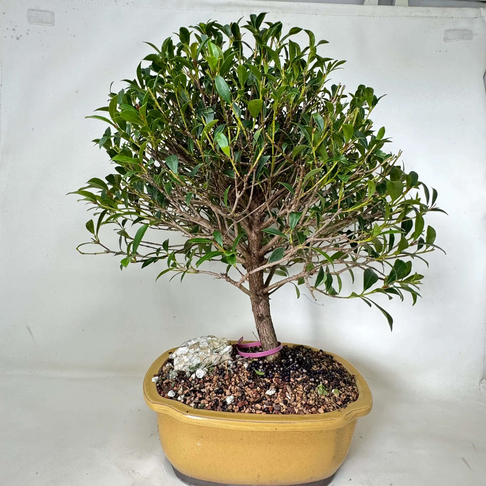 Brush Cherry Bonsai Tree in a Japanese Ceramic Pot (No. 19909