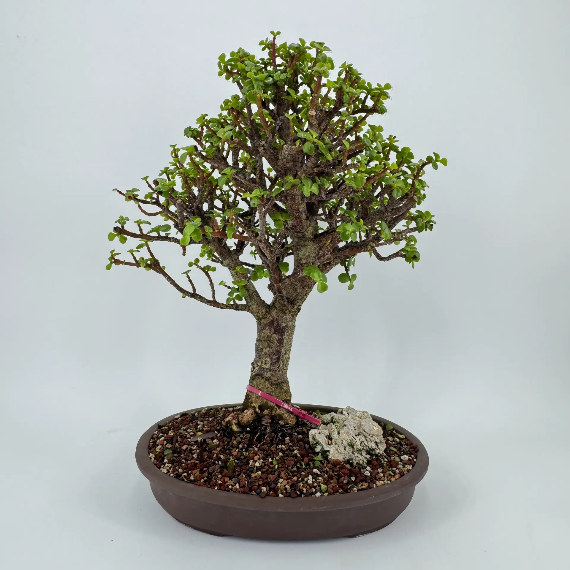hollow_trunk_jade_bonsai_sku19